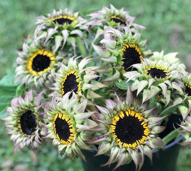 Purple sunflowers deals